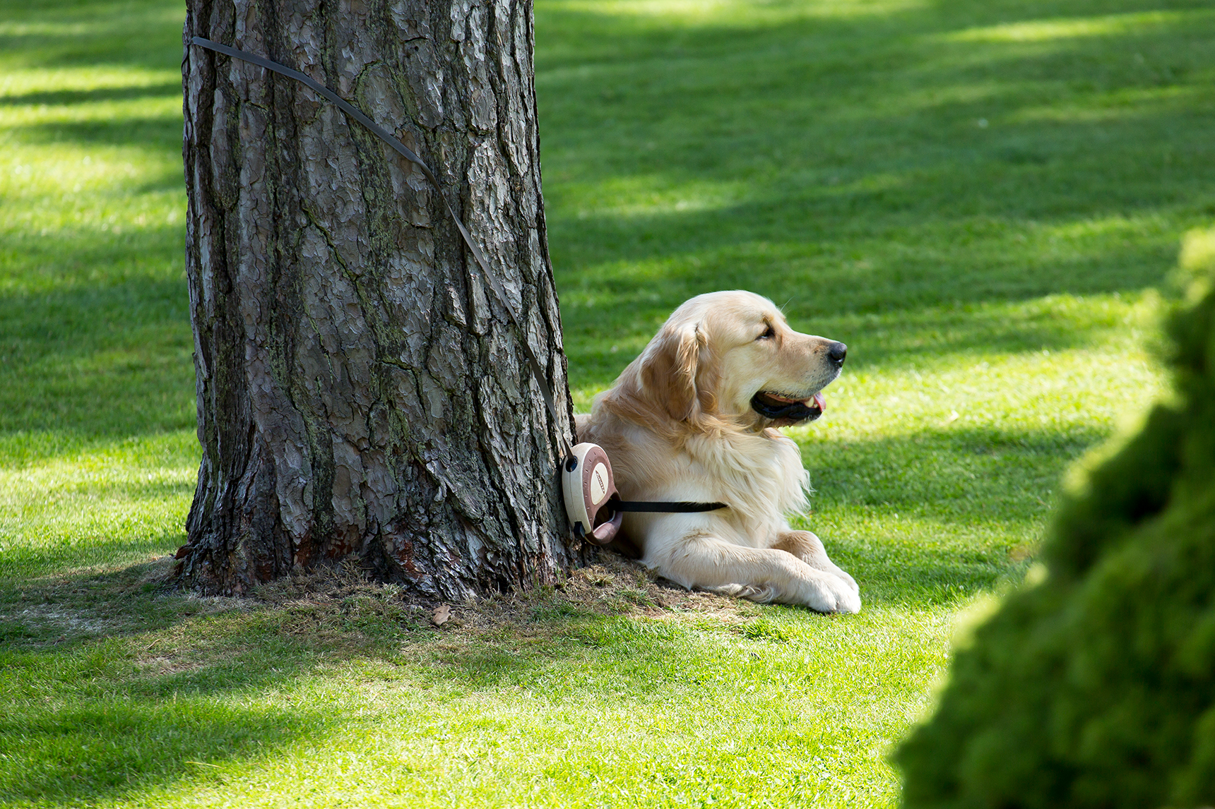 Dog lying in the grounds of dog-friendly hotel in Dorset