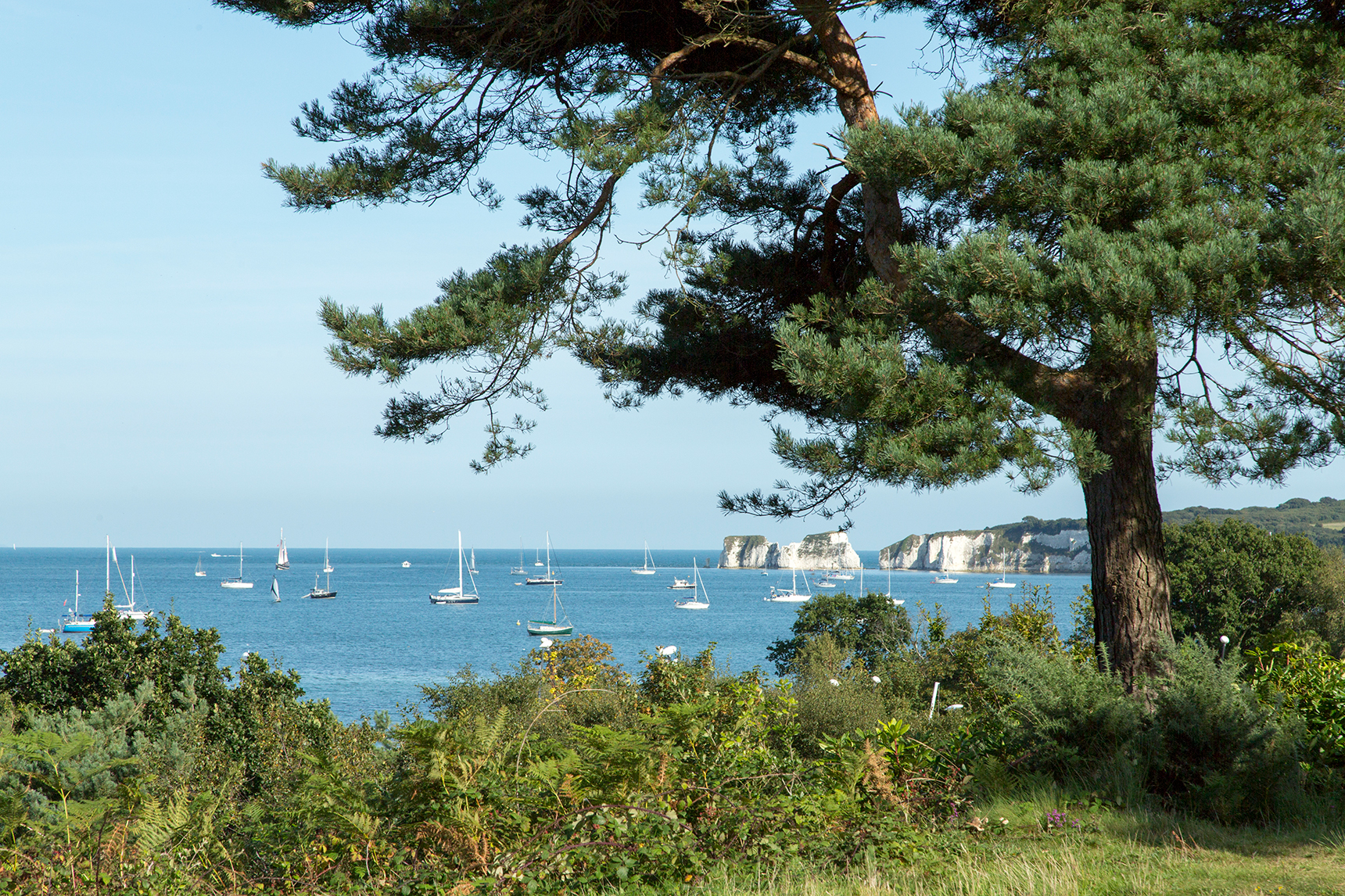 Sail boats through trees in Dorset from the garden of Knoll House.
